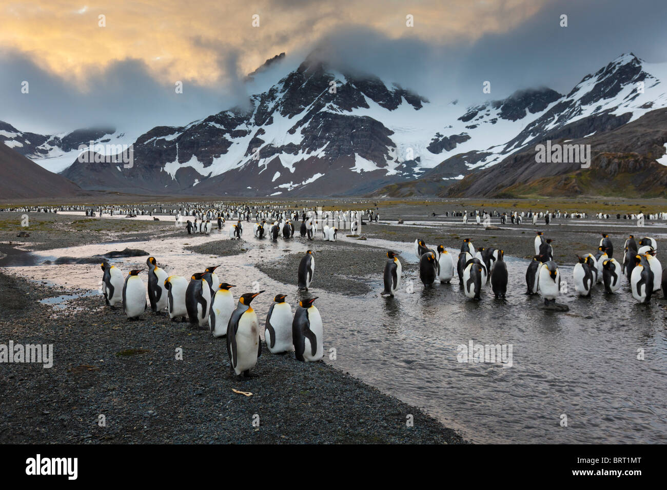 Il re dei pinguini, a destra della Baia della Balena, western Isola Georgia del Sud Foto Stock