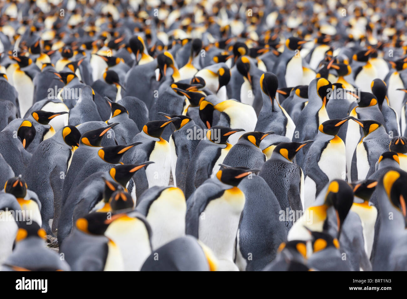 Re colonia di pinguini di uccelli adulti e giovani pulcini (okum boys) a Salisbury Plain, Isola Georgia del Sud Foto Stock