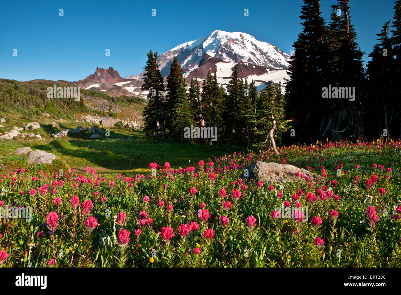 Mount Rainier sopra il pennello in Spray Park, il Parco Nazionale del Monte Rainier, Washington. Foto Stock