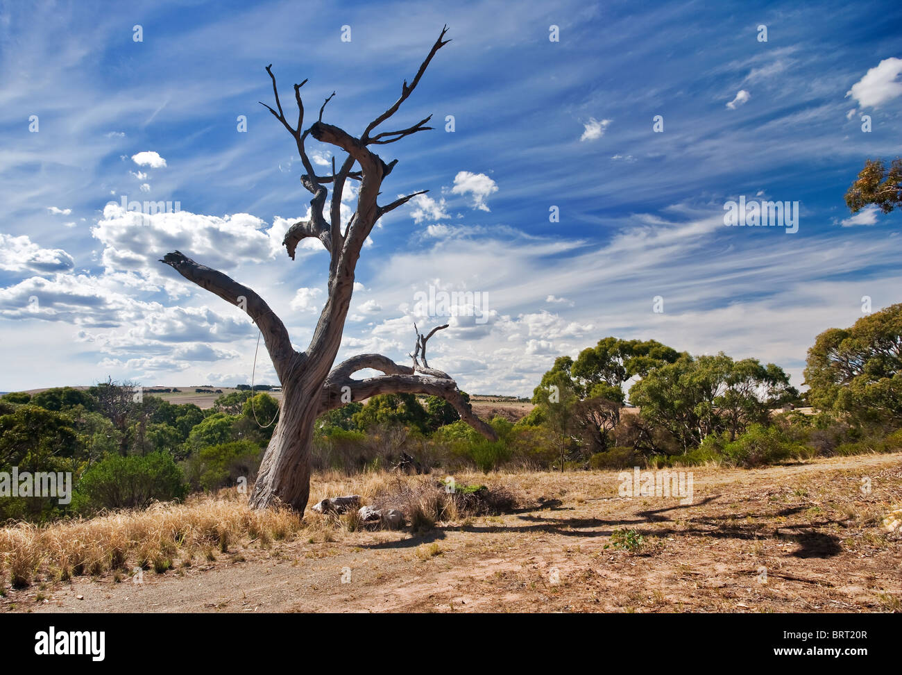 Albero morto di gomma Foto Stock