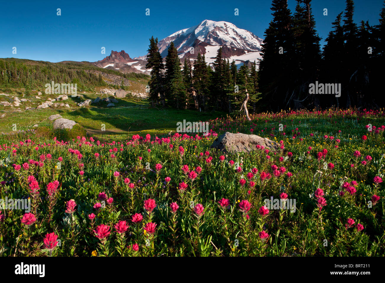 Mount Rainier sopra il pennello in Spray Park, il Parco Nazionale del Monte Rainier, Washington. Foto Stock