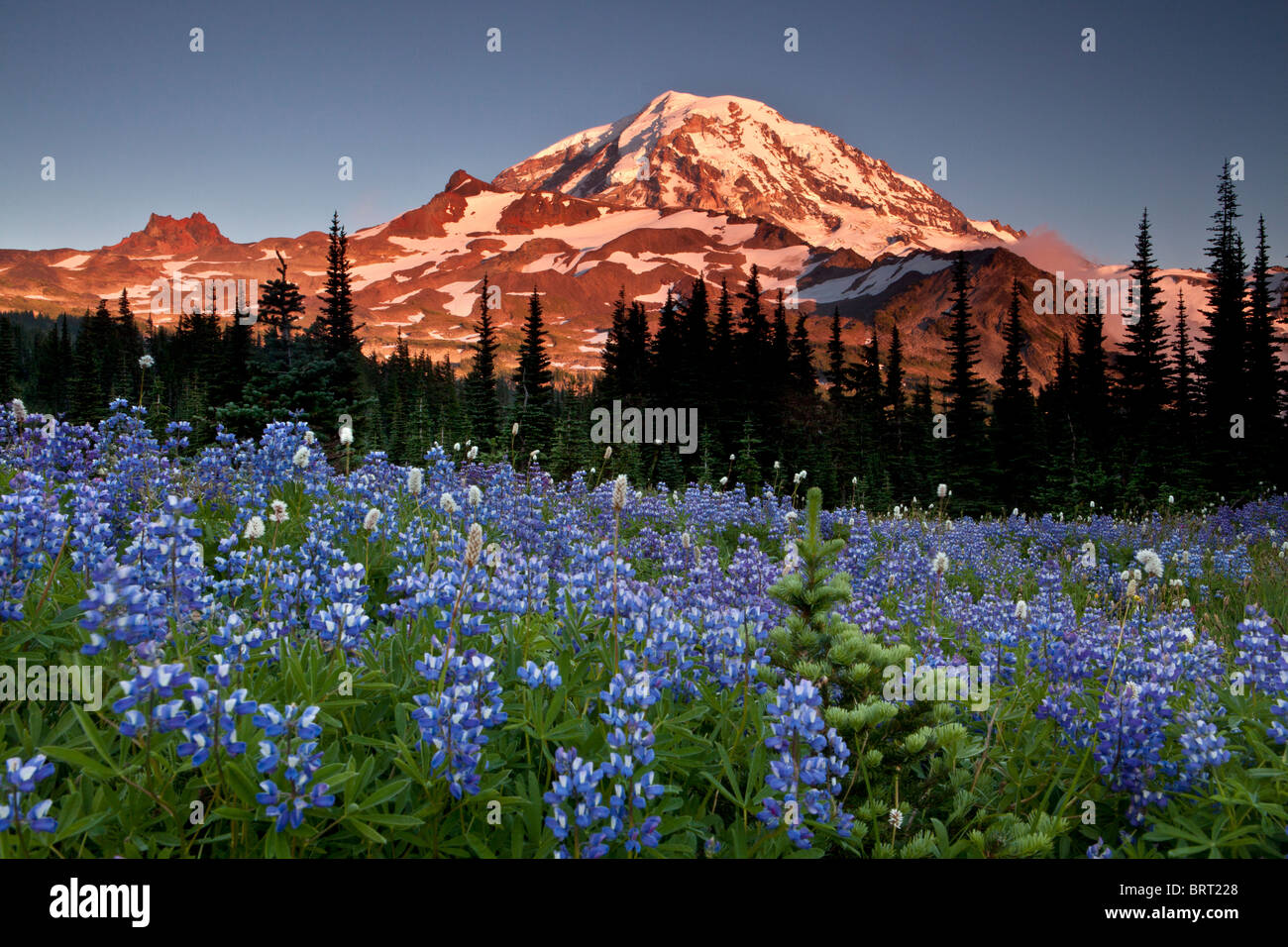 Mount Rainier sopra di lupino in Spray Park, il Parco Nazionale del Monte Rainier, Washington. Foto Stock
