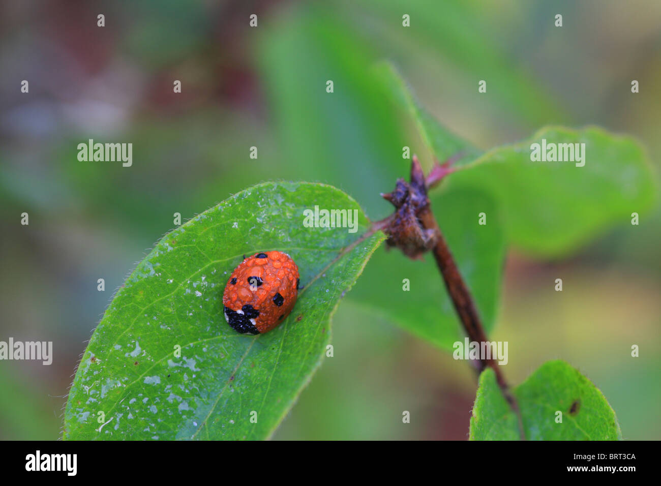 Ladybug(Coccinella septempunctata) dormire in mattinata il gelo, Estonia Foto Stock