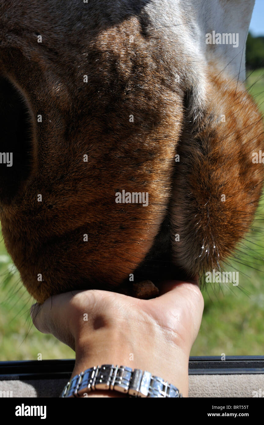 La giraffa mangiare trattare da persona della mano sul Texas safari Foto Stock