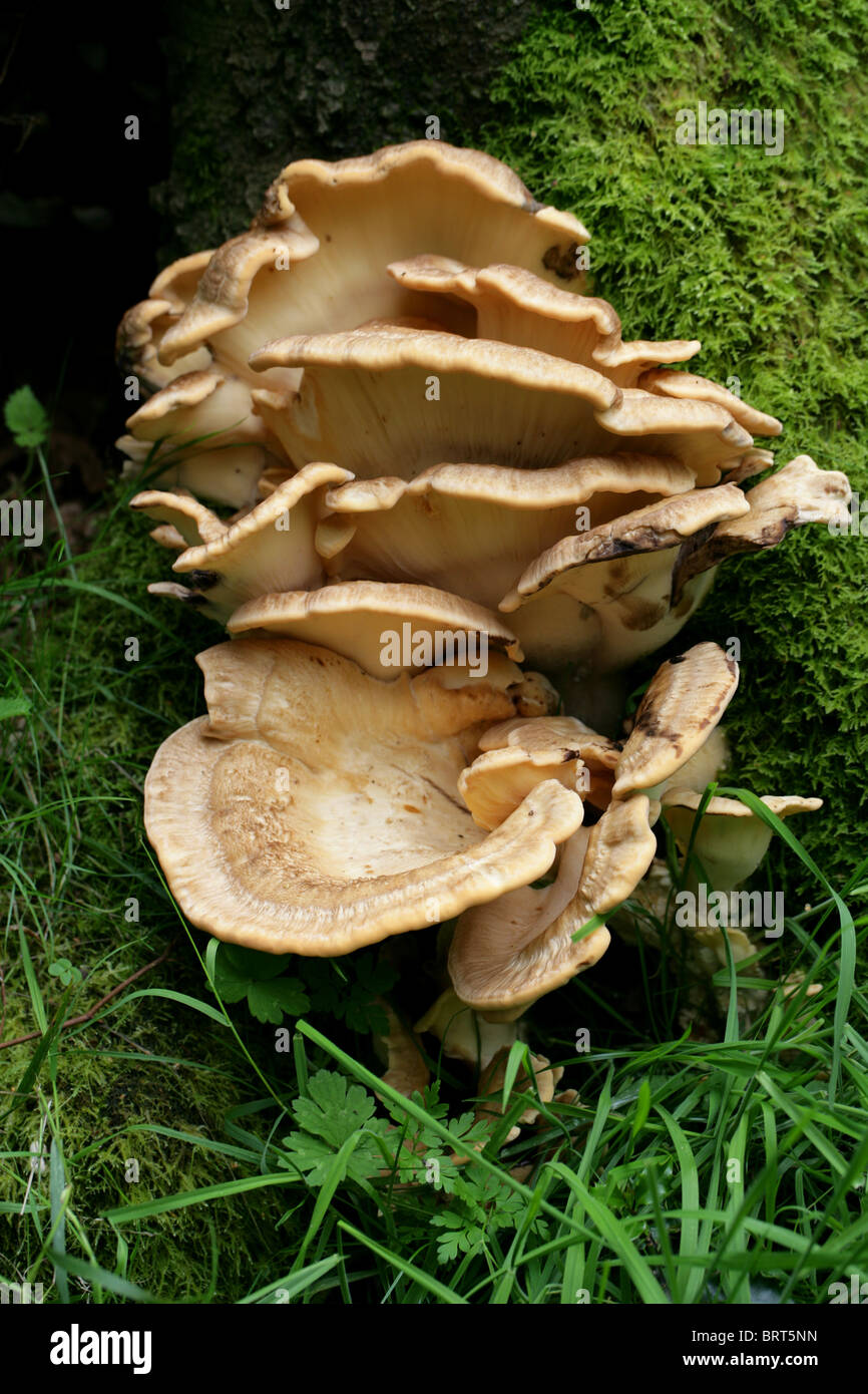 Polypore gigantesco fungo, Meripilus giganteus, (Polyporus giganteus, Grifola gigantea), Meripilaceae Foto Stock