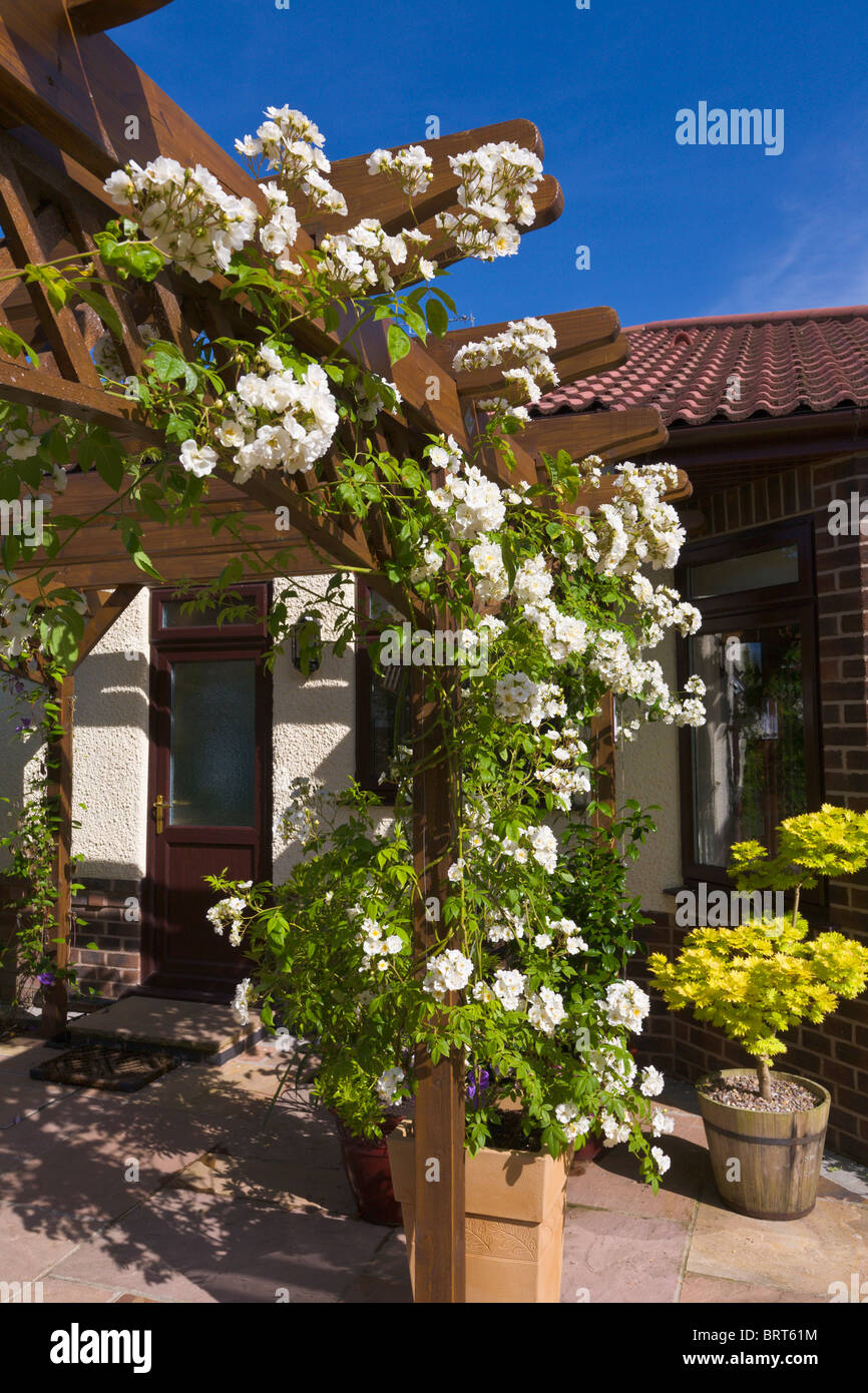 Pergola con il bianco rambling rosa, Rambling Rector, crescendo in pentola, Inghilterra Foto Stock