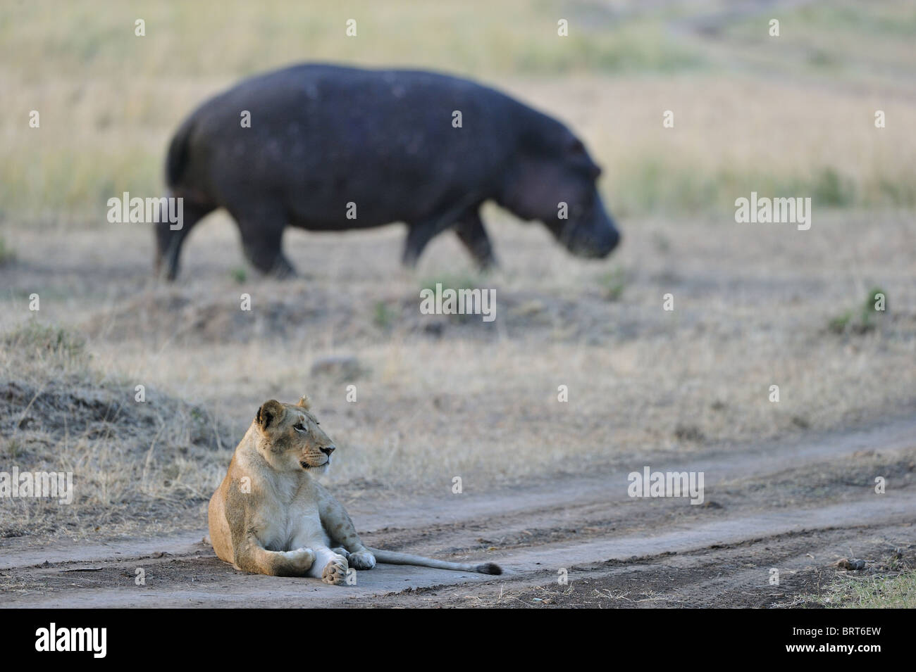 East African Lion - Massai lion (Panthera leo nubica) & Ippona (Hippopotamus amphibius) Foto Stock