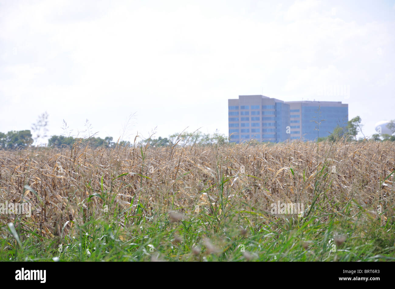 Campo di raccolto proprio accanto all'edificio per uffici, Plano, Texas, Stati Uniti d'America Foto Stock