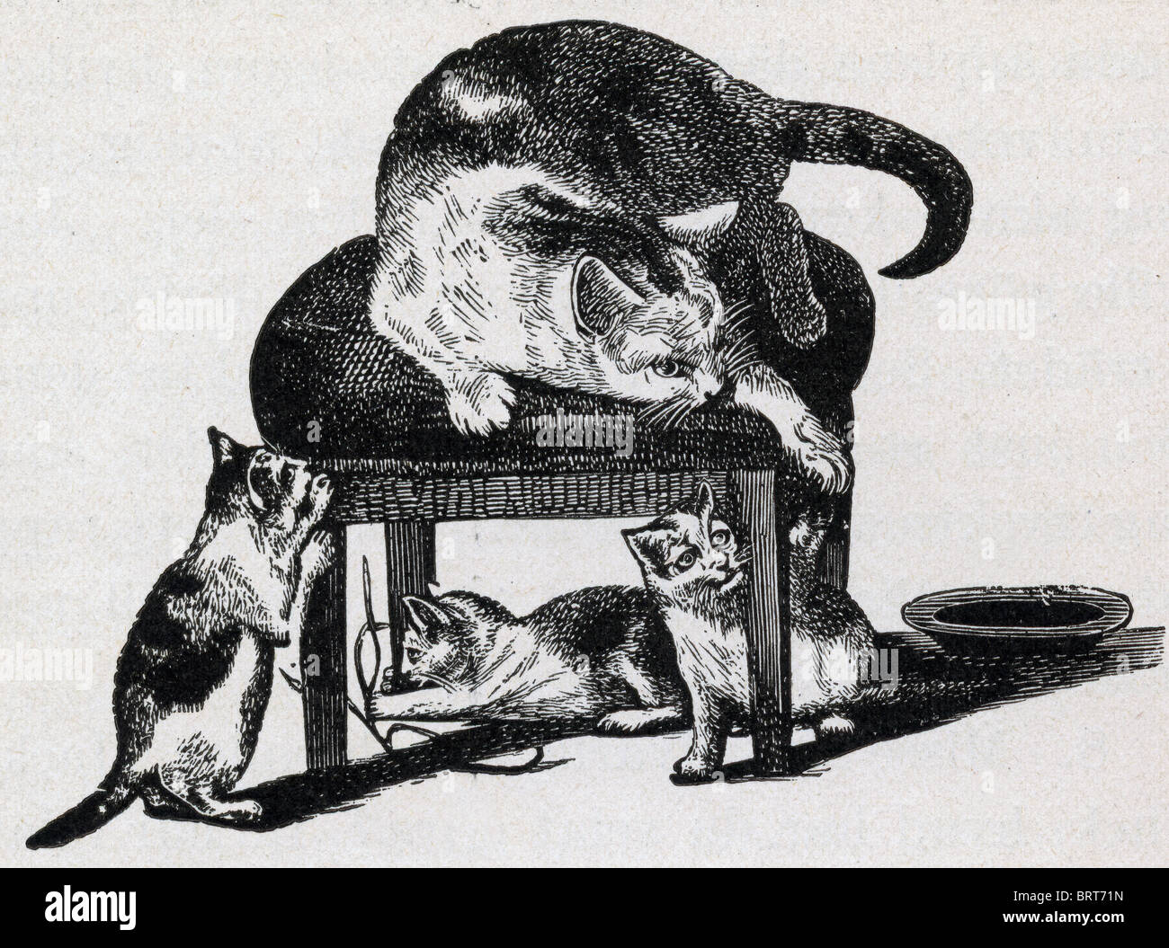 100 anni di litografia di gatti Foto Stock