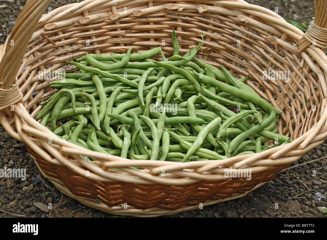 I fagiolini in un cesto di vimini Foto Stock