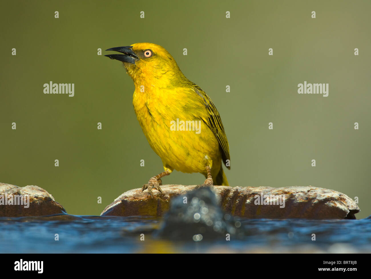 Cape Weaver Ploceus capensis Namaqualand Northern Cape Sud Africa Foto Stock