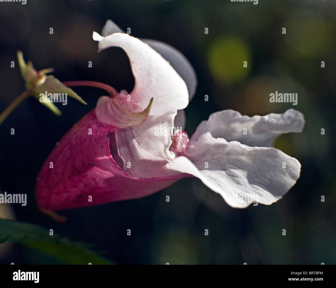 L'Himalayan Balsamina Impatiens glandulifera in piena fioritura Foto Stock