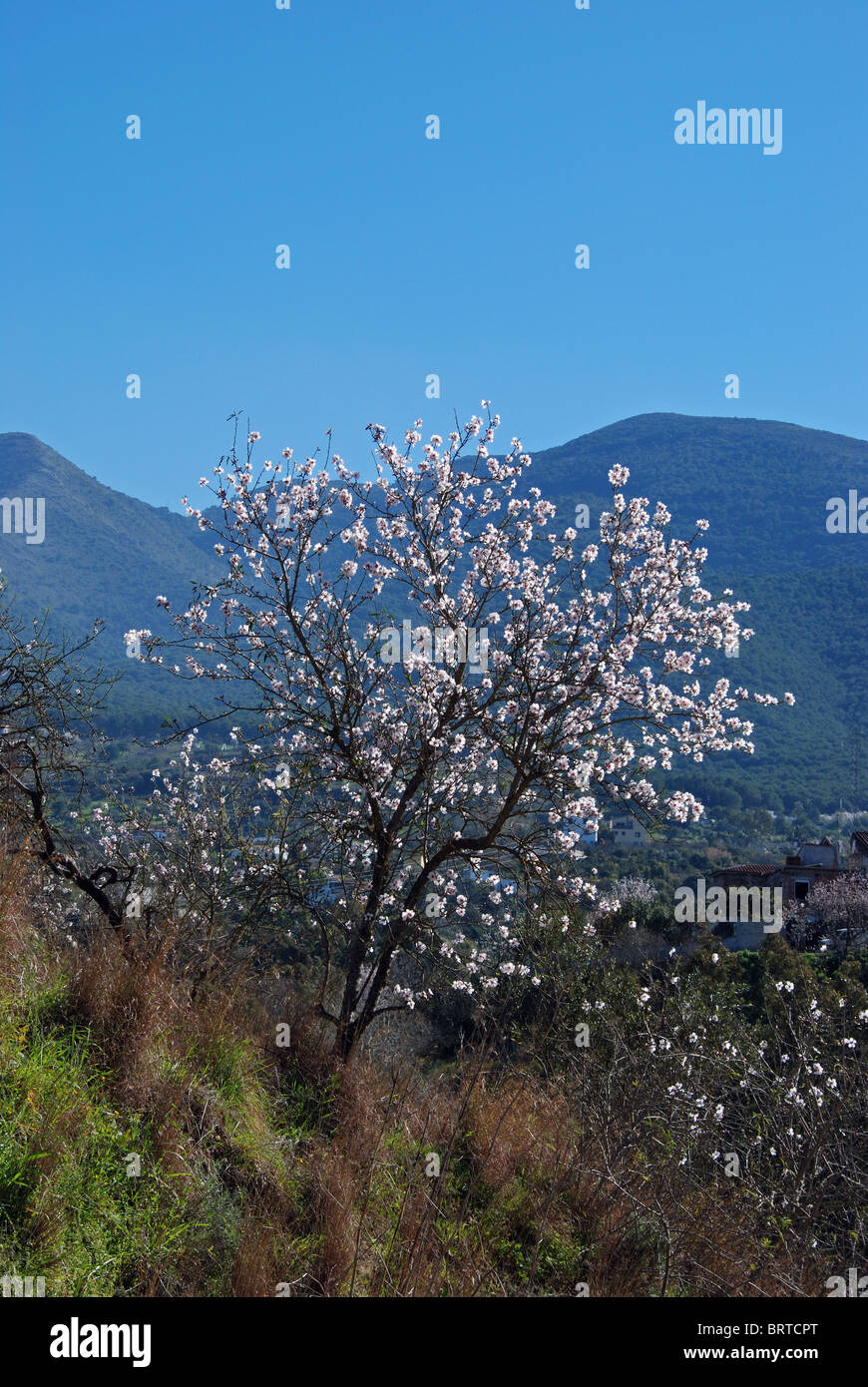 Fiore di mandorla, vicino a Alhaurin el Grande, Mijas Costa, Costa del Sol, provincia di Malaga, Andalusia, Spagna, Europa occidentale. Foto Stock