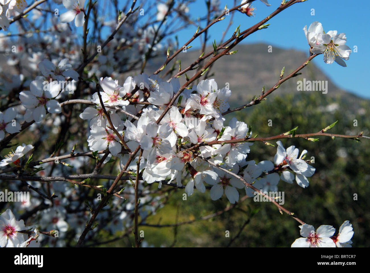 Fiore di mandorla, vicino a Alhaurin el Grande, Mijas Costa, Costa del Sol, provincia di Malaga, Andalusia, Spagna, Europa occidentale. Foto Stock