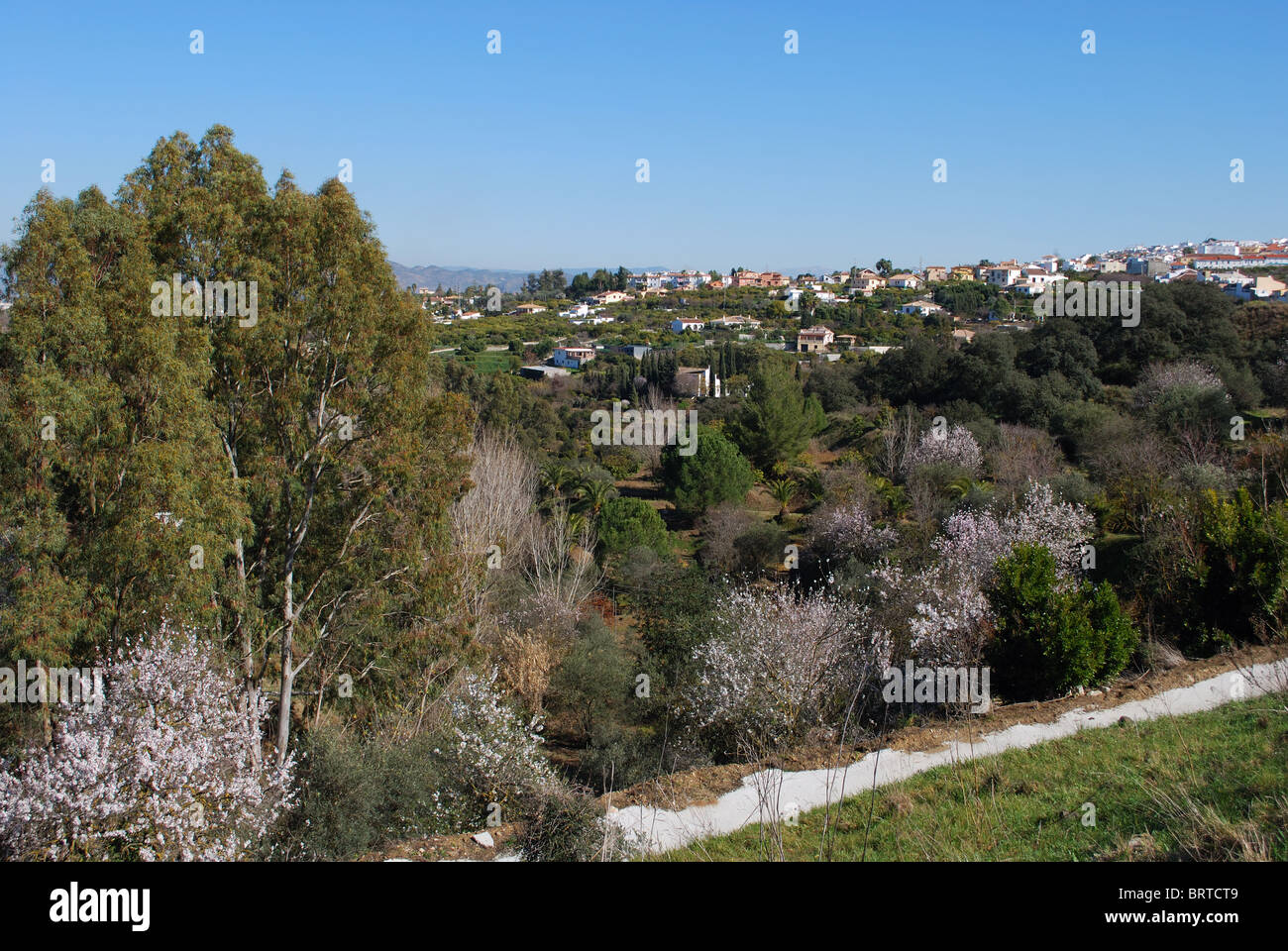 Vista della campagna con Mandorla alberi in fiore, Alhaurin el Grande, Mijas Costa, Costa del Sol, Andalusia. Foto Stock