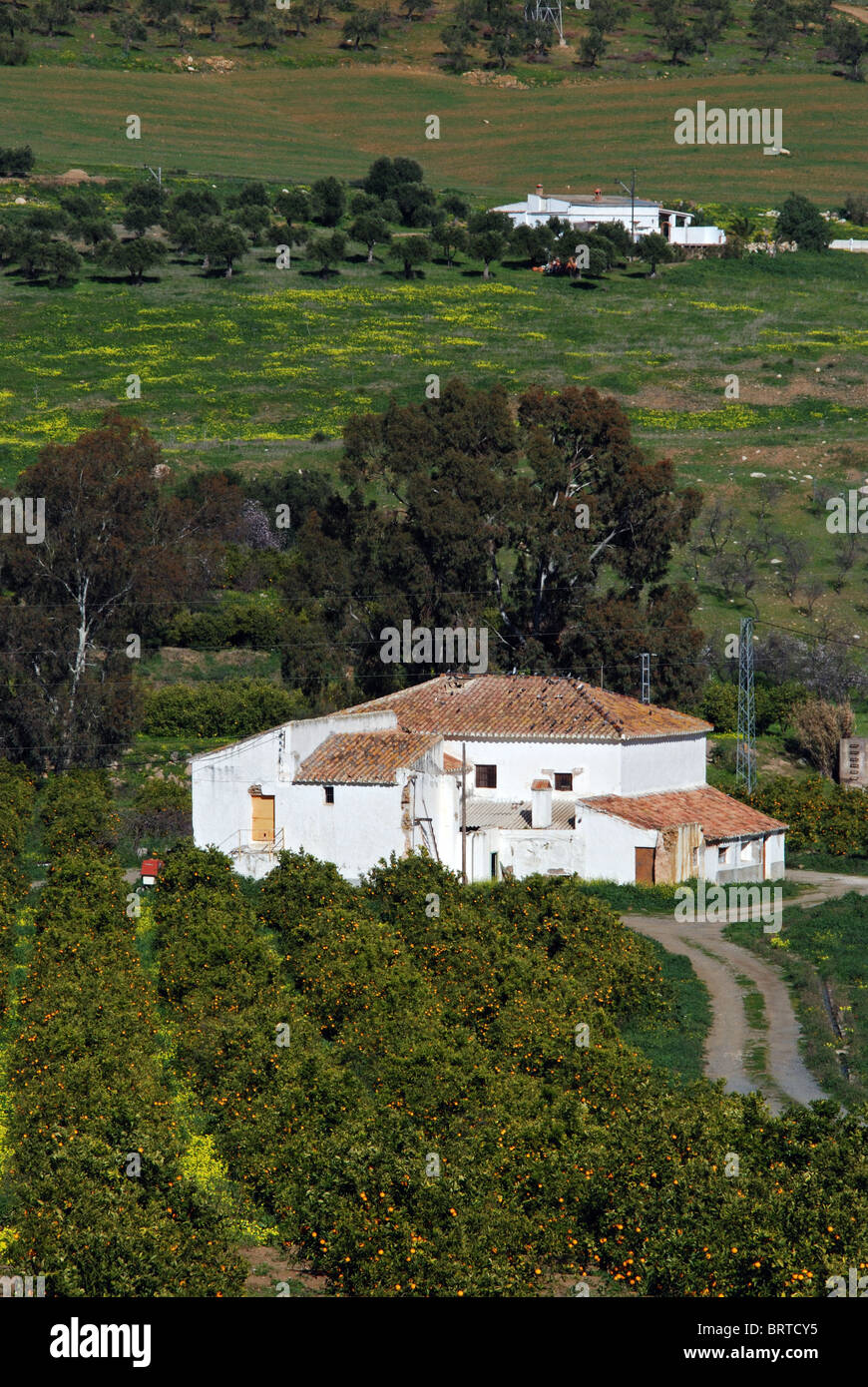 Paese finca e orange grove, vicino a Alora, provincia di Malaga, Andalusia, Spagna, Europa occidentale. Foto Stock