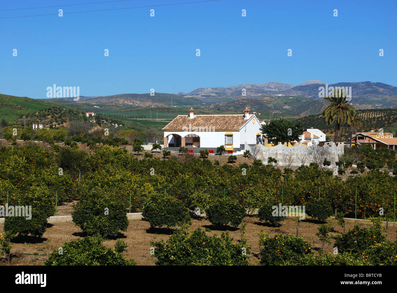Paese finca e orange grove, vicino a Alora, provincia di Malaga, Andalusia, Spagna, Europa occidentale. Foto Stock