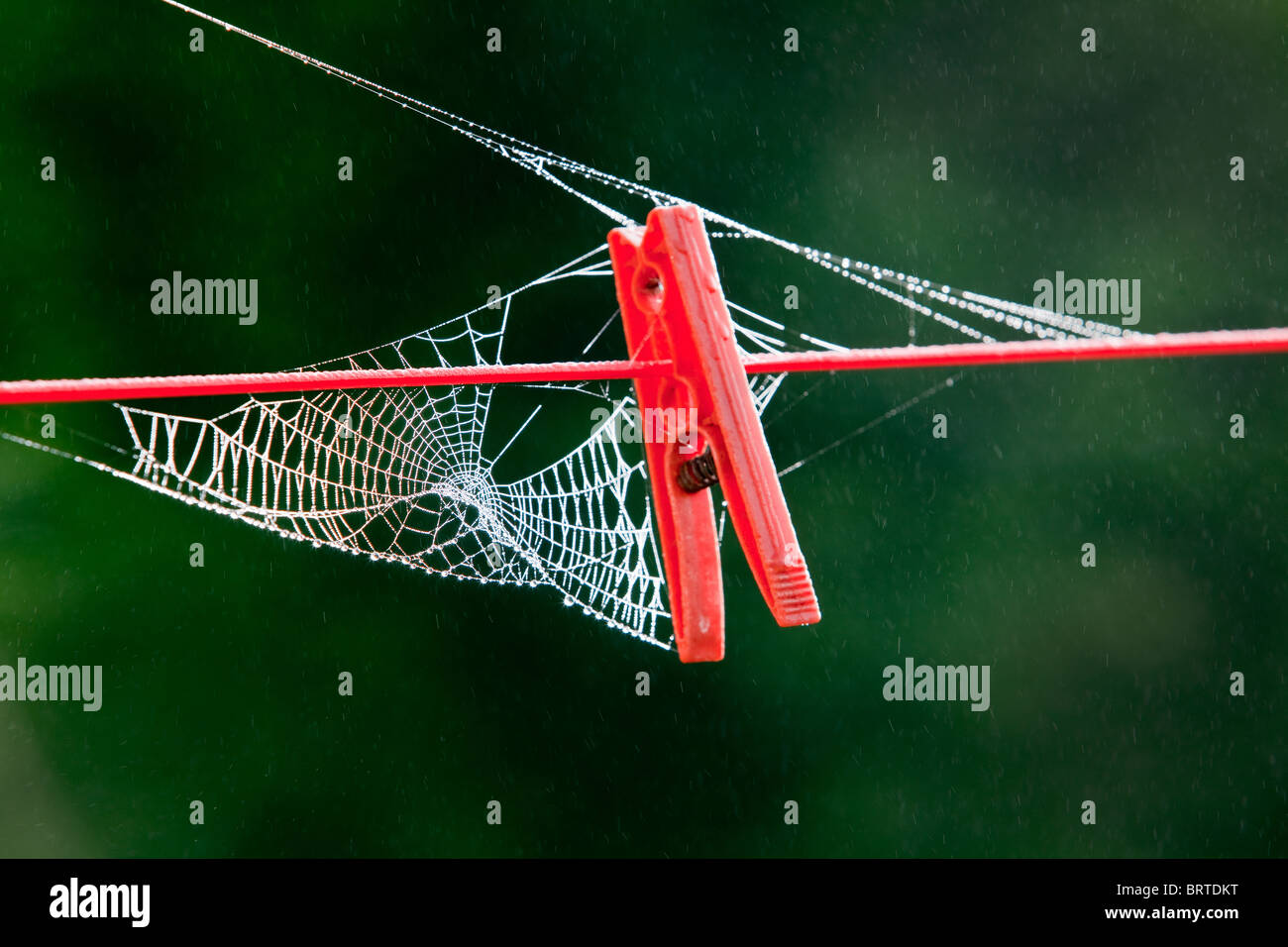Un ragni ragnatela creata intorno a un rosso molletta da bucato su un giardino linea di abbigliamento Foto Stock