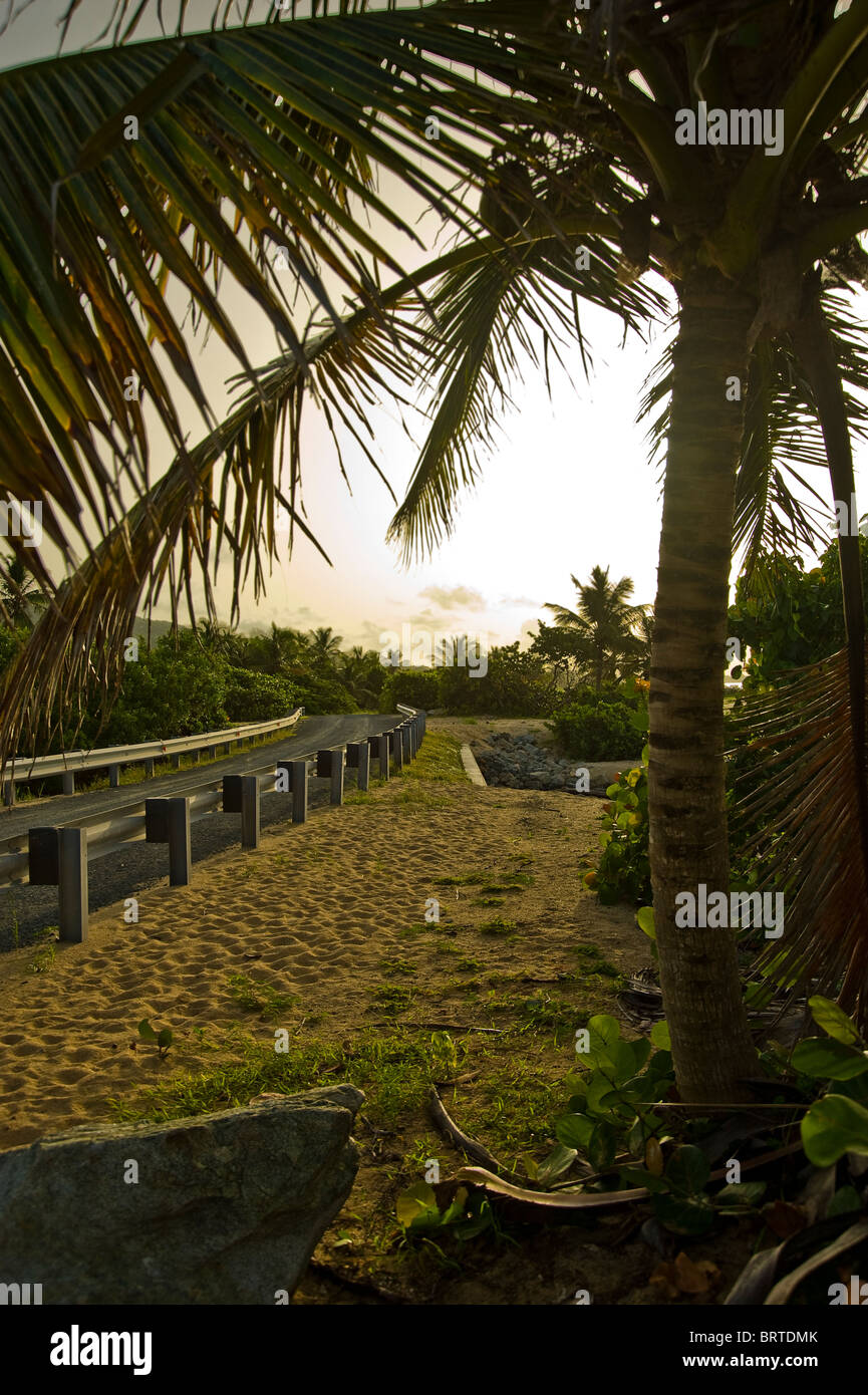 Isola Road con Palm Tree, Vieques, Puerto Rico Foto Stock