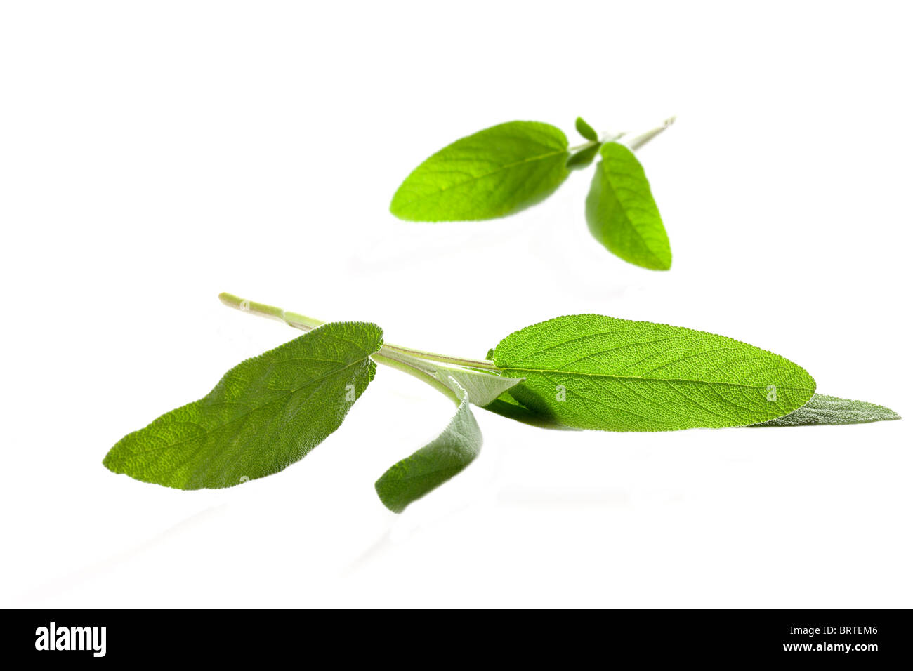 Foglie di salvia Foto Stock