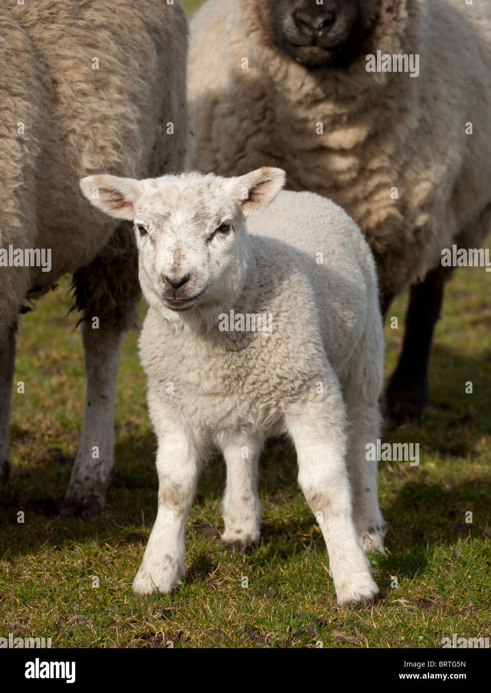 La molla di agnello in Lancashire Foto Stock