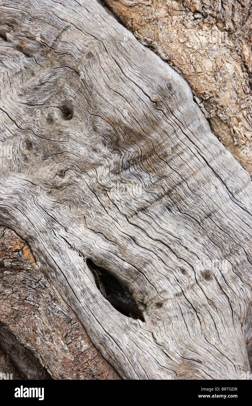 Ulivo (Olea europea). Tronco di consistenza e di grano. Maiorca. Foto Stock