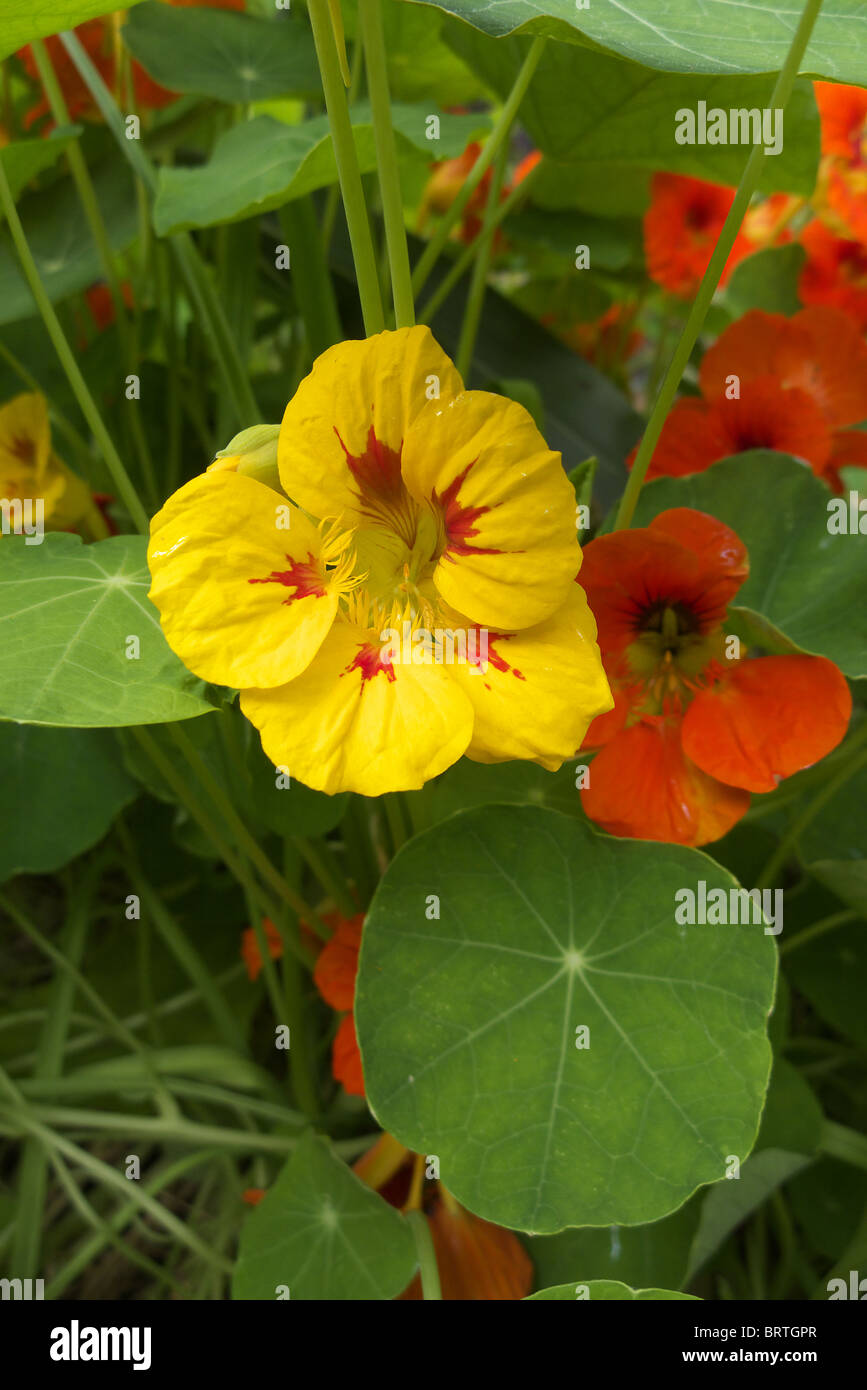 Entrambi i fiori e una forma circolare fogliame del nasturtium pianta è commestibile e anche una buona fonte di vitamina C Foto Stock