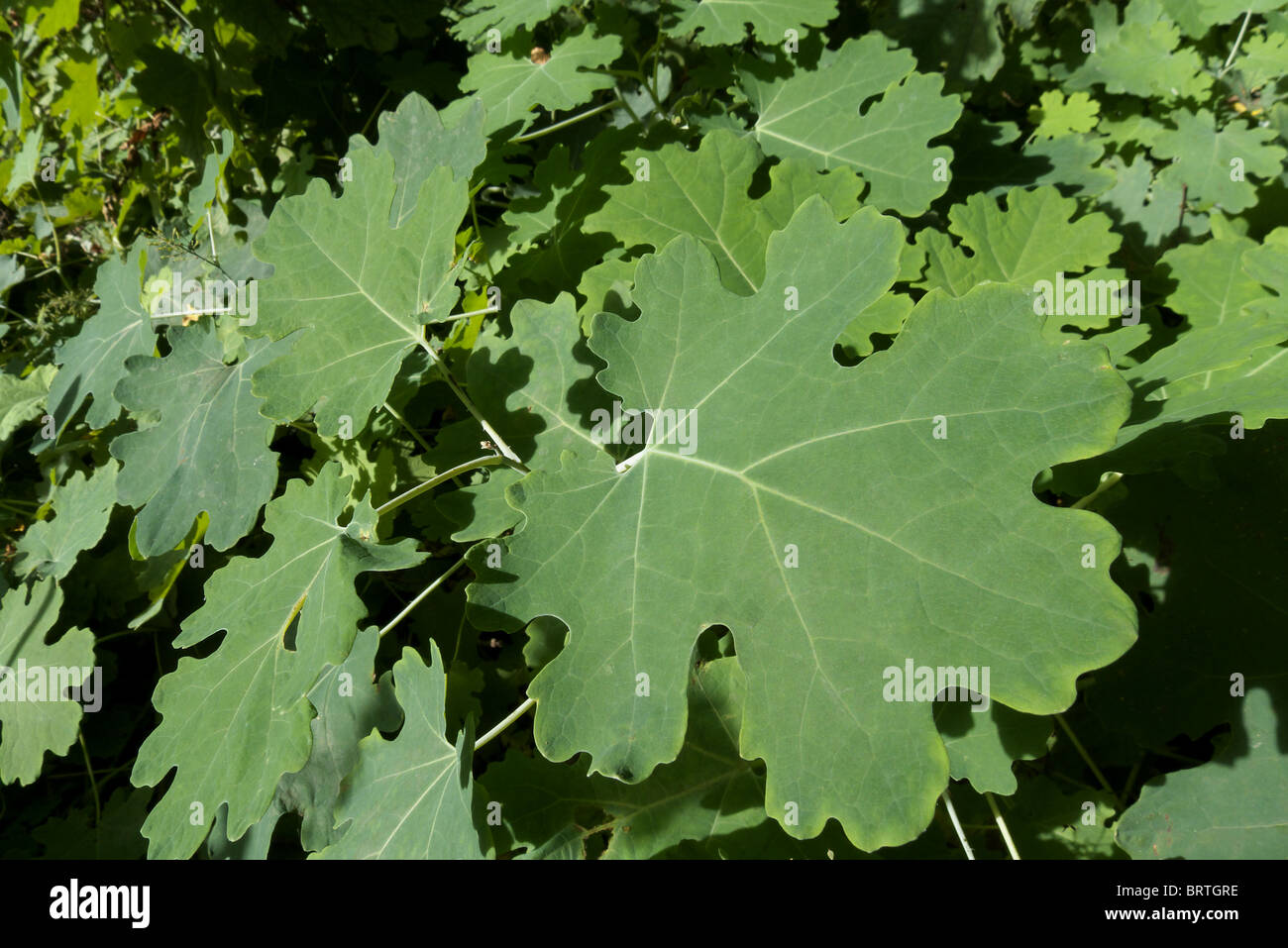 Il fogliame di una macleaya cordata conosciuta anche come papavero a pennacchio che iis è noto per essere una pianta invasiva nei giardini nordamericani Foto Stock