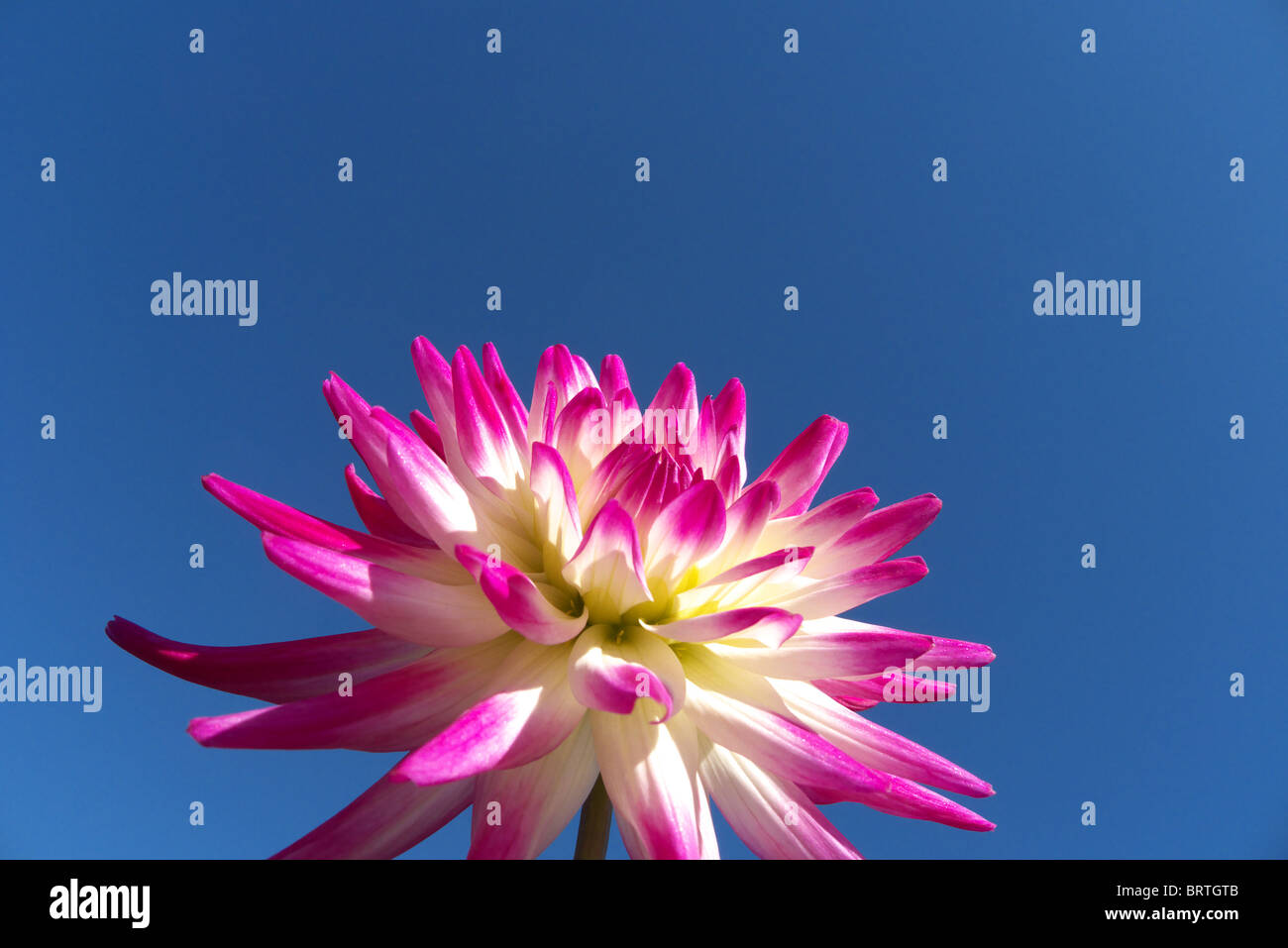 Una rosa e bianco dahlia dal gruppo di cactus Foto Stock
