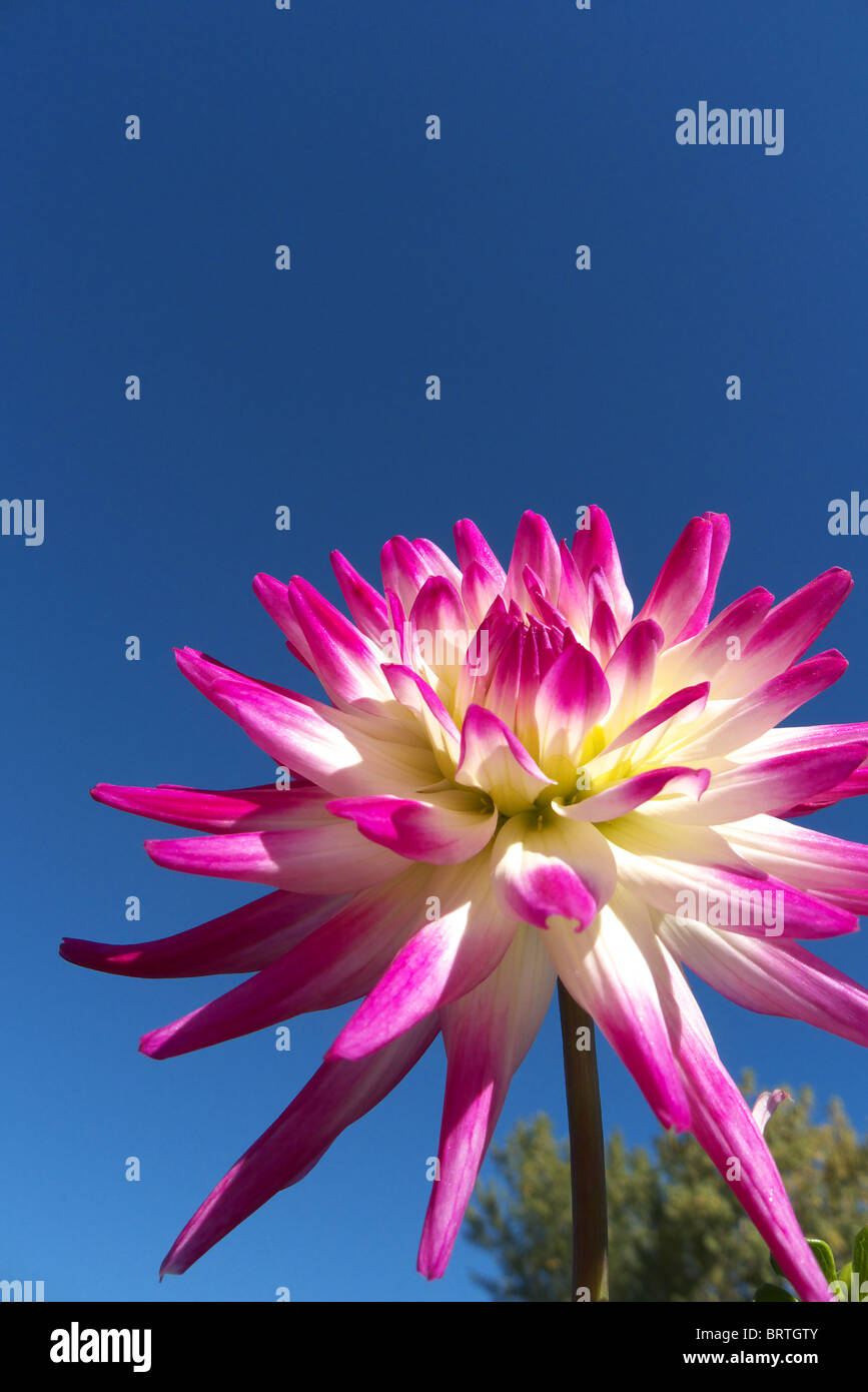 Una rosa e bianco dahlia dal gruppo di cactus Foto Stock