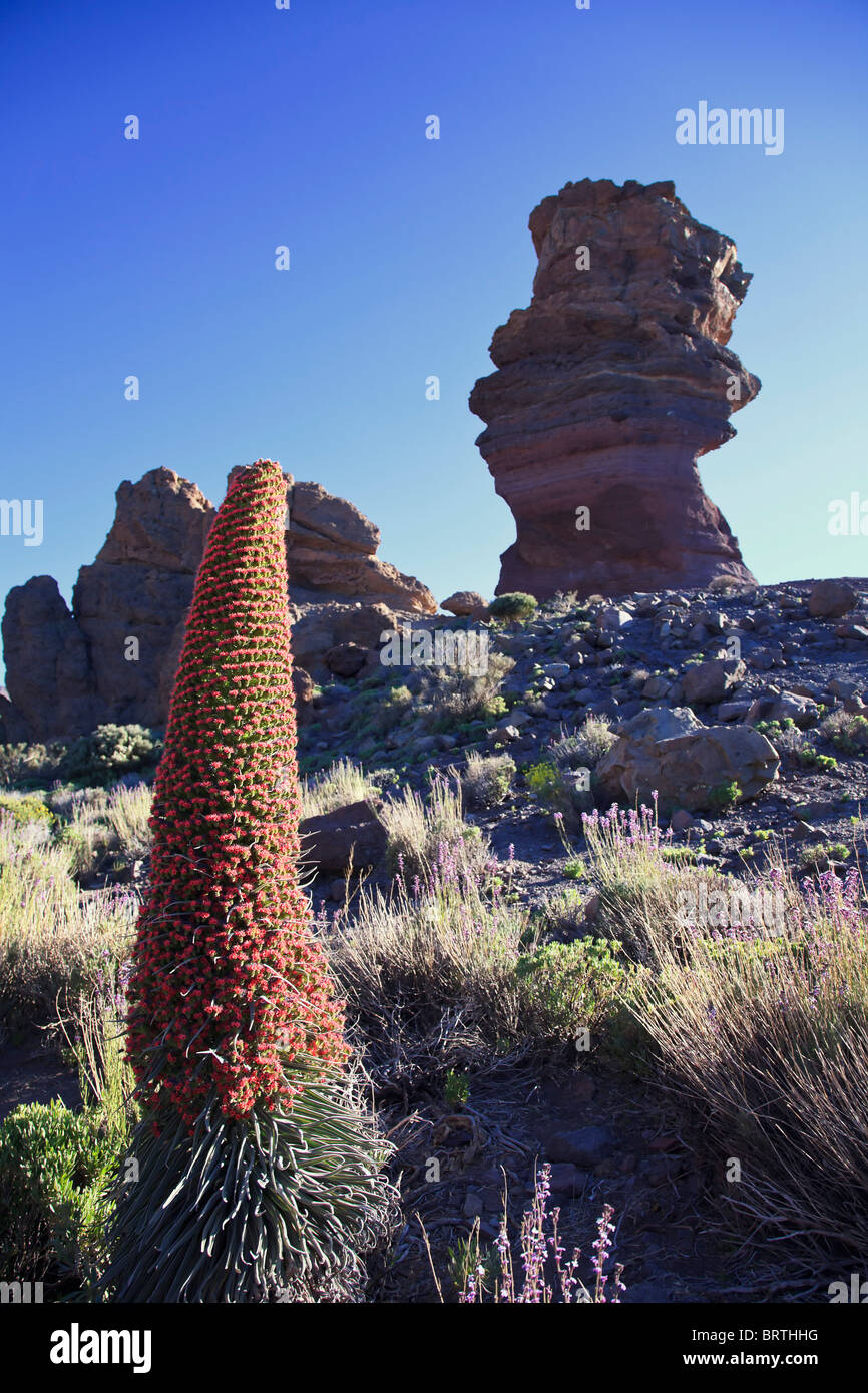 Isole Canarie, Tenerife, Parque Nacional del Teide (Parco Nazionale del Teide), sito UNESCO, Echium Wildpretii fiore Foto Stock