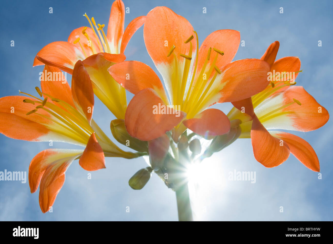 Clivia miniata o il giglio Kaffir in fiore e back lit contro il sole Foto Stock
