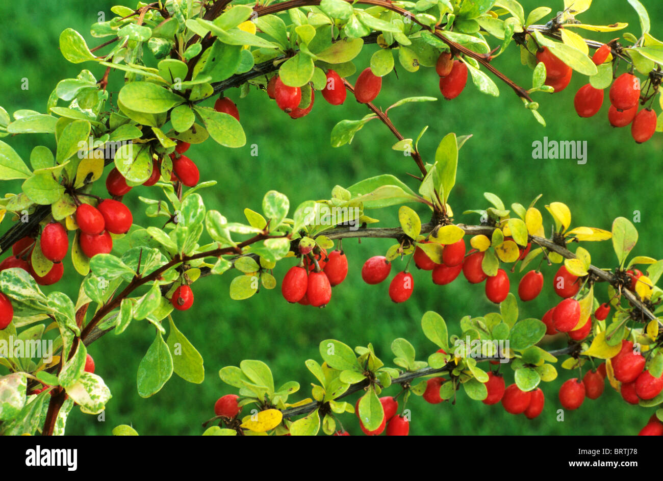 Berberis thunbergii 'Baum" crespino bacca rossa frutta frutti di bosco giardino dei frutti di piante vegetali barberries Foto Stock
