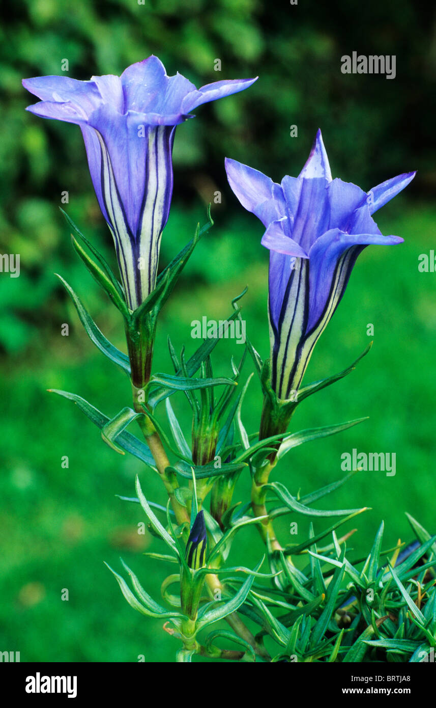Gentiana sino-ornata genziana genziane blu fiore giardino di fiori piante vegetali Foto Stock