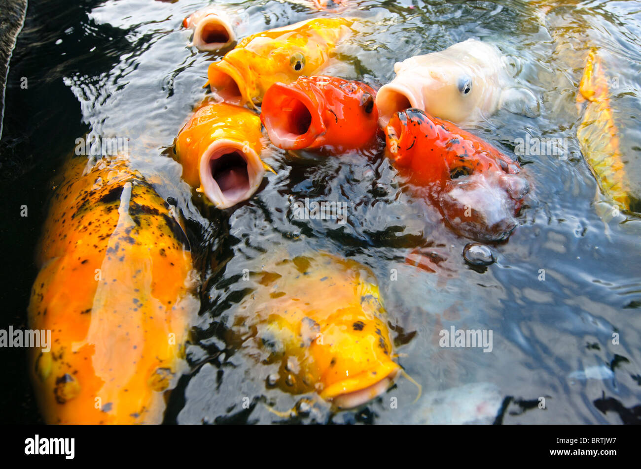 Giapponese di pesci koi arboreto nazionale di Washington DC Foto Stock