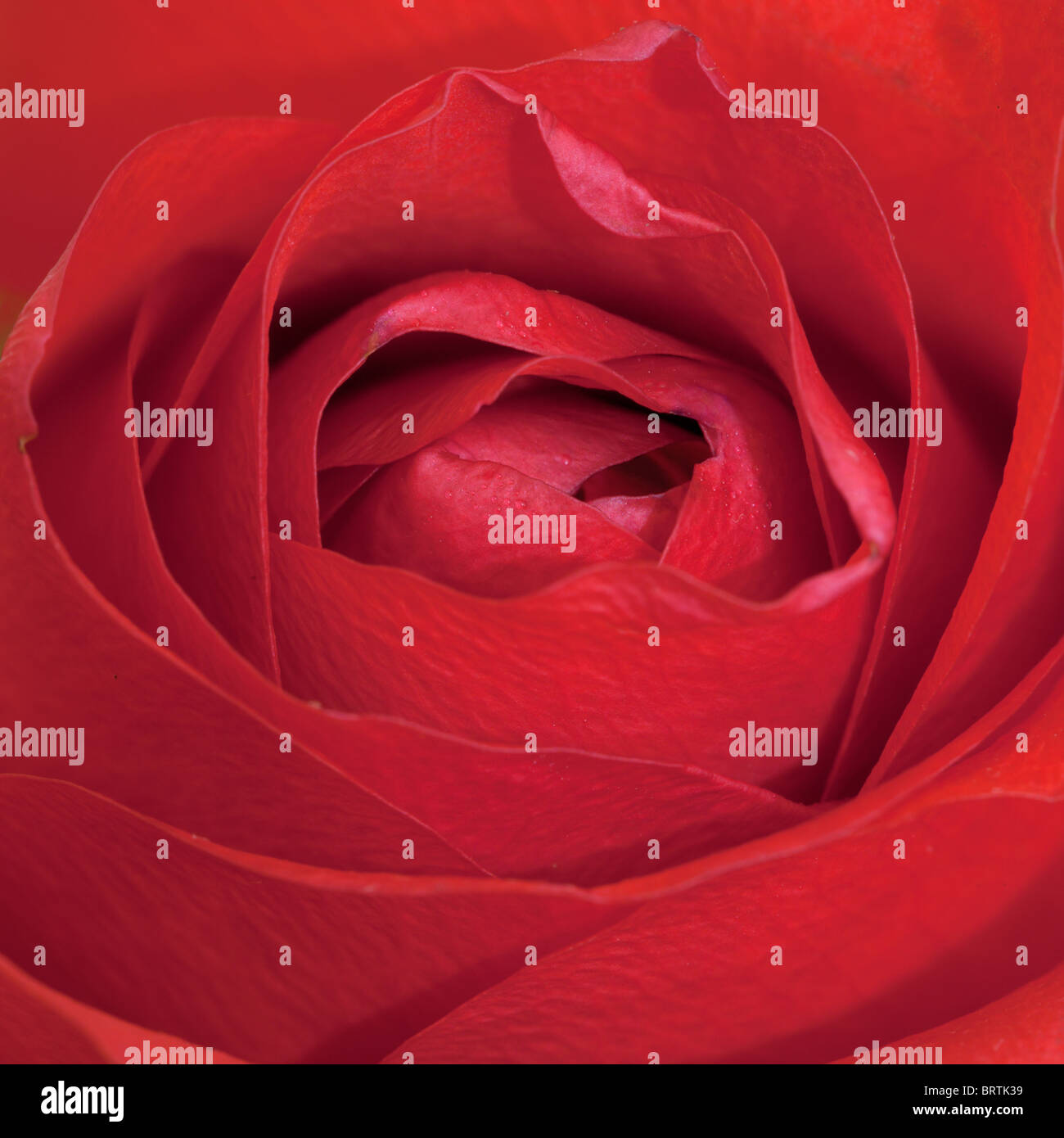 Rosa Rossa close up - un'immagine quadrata Foto Stock