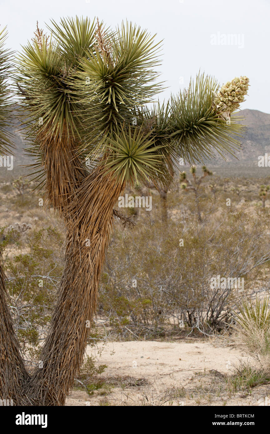 A Joshua Tree (Yucca brevifolia) in fiore nel parco nazionale di Joshua Tree, California Foto Stock
