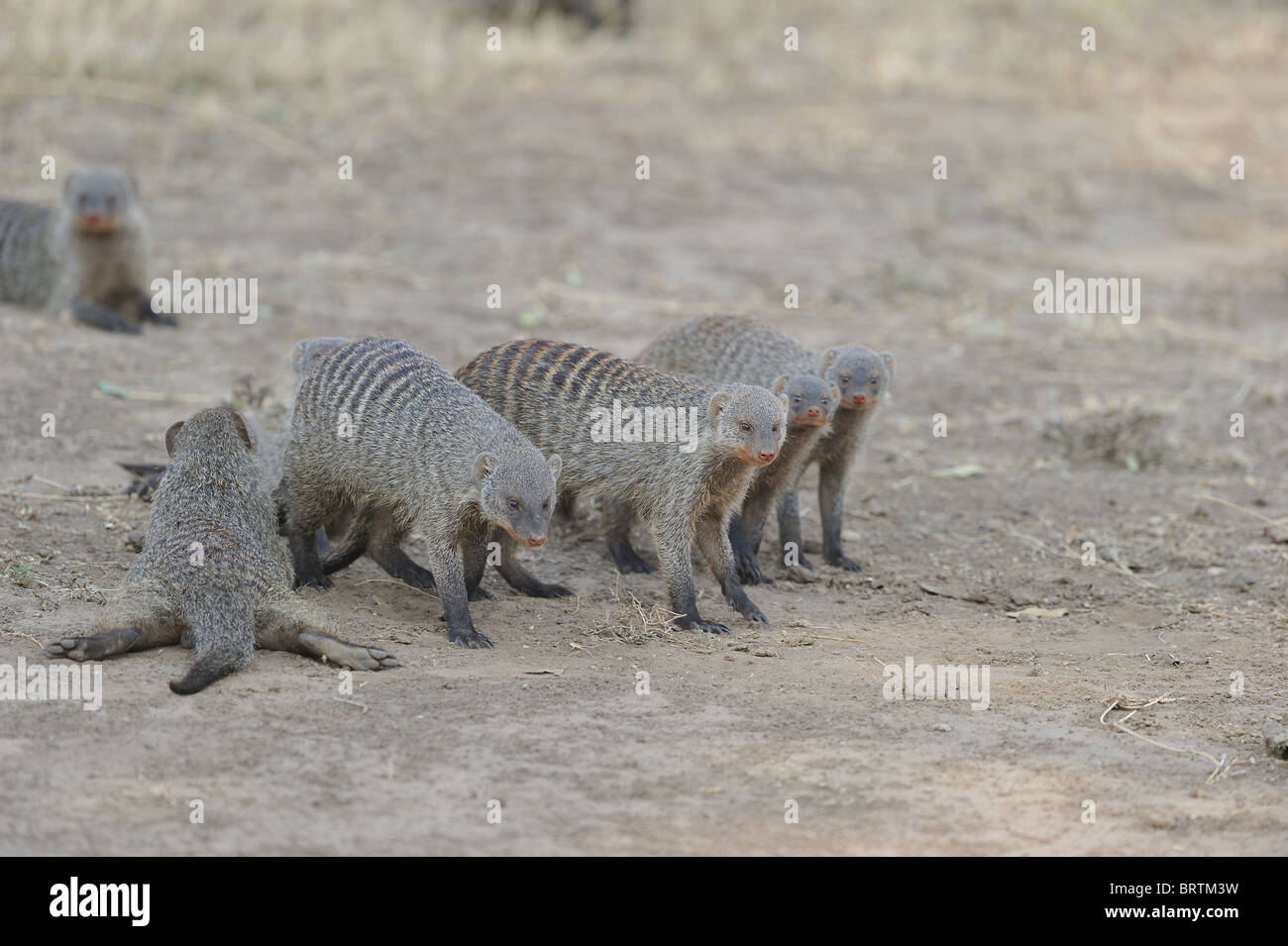 La Mangusta nastrati (Mungos mungo) gruppo in appoggio all'ombra di un albero - Masai Mara - Kenya - Africa orientale Foto Stock