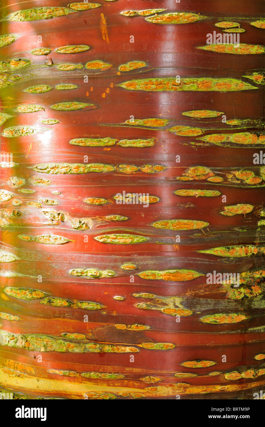 In prossimità di corteccia di Prunus serrula-Tibetan ciliegio Foto Stock