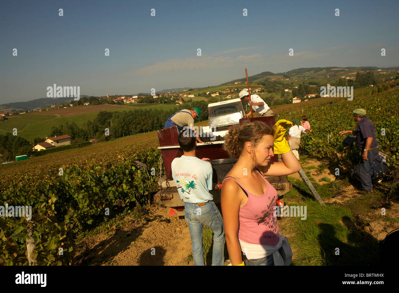 Domaine du Vissoux, Beaujolais raccolto di uve nei campi del vino Beaujolais foto di Owen Franken Foto Stock