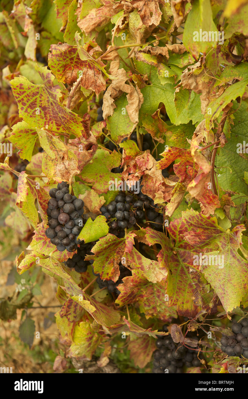 I grappoli di maturazione uve Gamay appesa in un vigneto Beaujolais pronte per essere raccolte Foto Stock