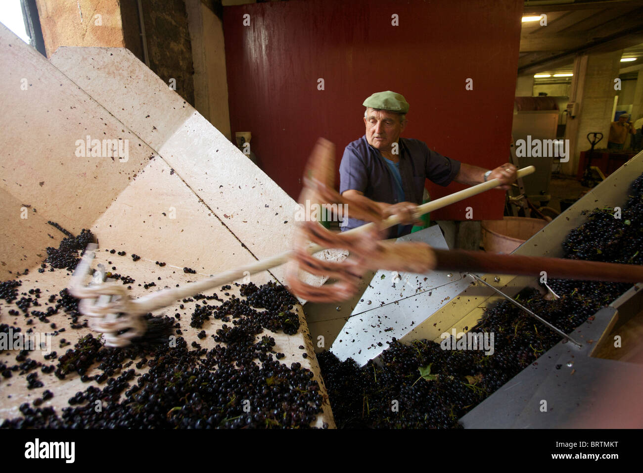 La raccolta di raccolte le uve per il vino rosso, il Beaujolais, Francia Foto Stock