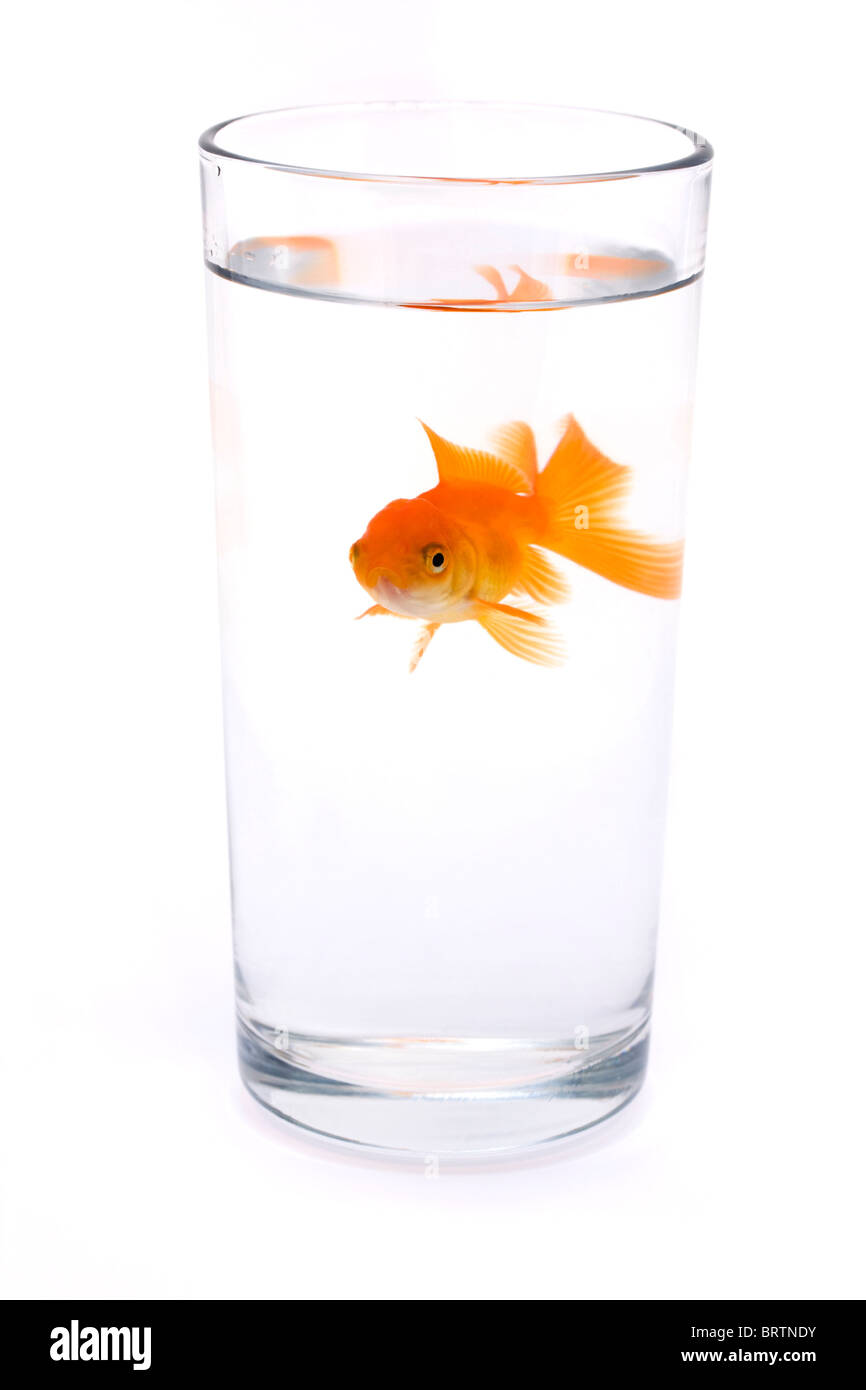 Goldfish in un bicchiere di acqua su bianco Foto Stock