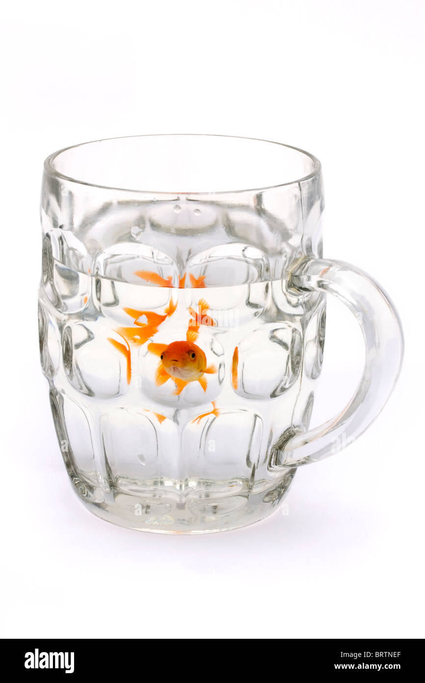 Goldfish in un vetro il boccale di birra su bianco Foto Stock