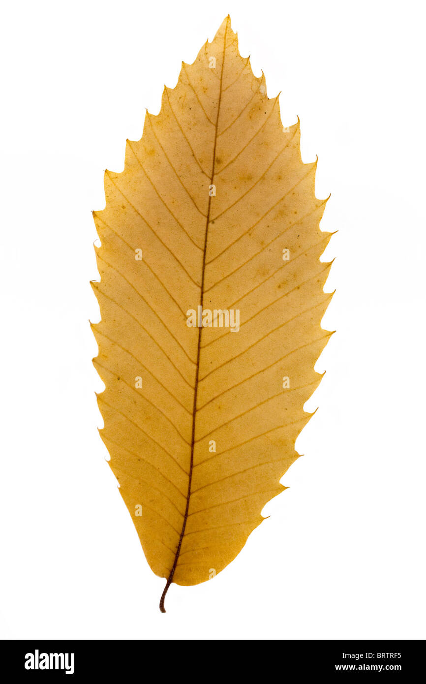 Asciugare autumn leaf su sfondo bianco Foto Stock