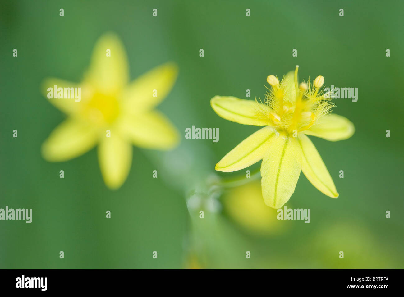 Fiore giallo forma di Bulbine,frutescens in macro liscio con sfondo verde Foto Stock