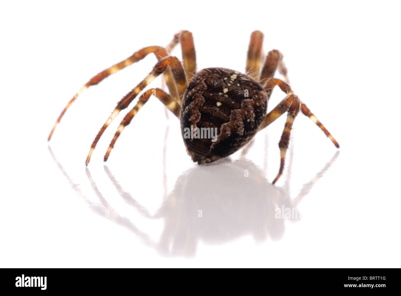 Giardino spider Araneus diadematus singolo adulto ritratto in studio REGNO UNITO Foto Stock