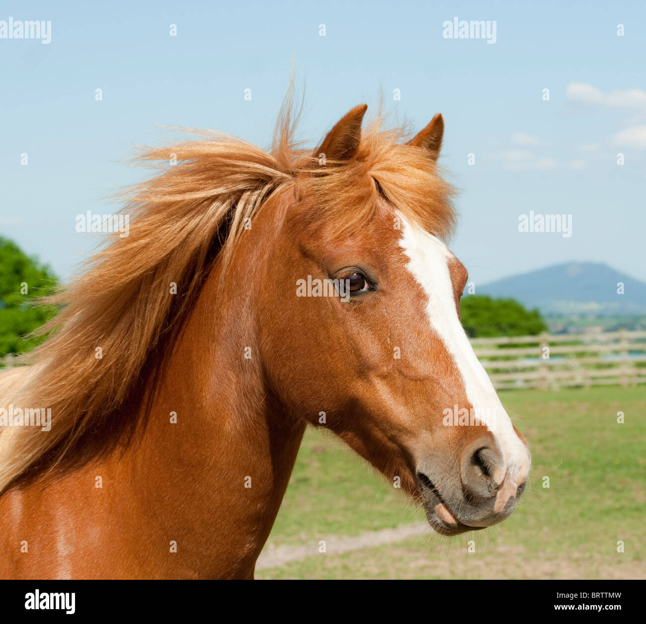 Immagine ravvicinata di testa della bellissima pony di castagne con lino mane guardando in lontananza nella campagna inglese. Foto Stock
