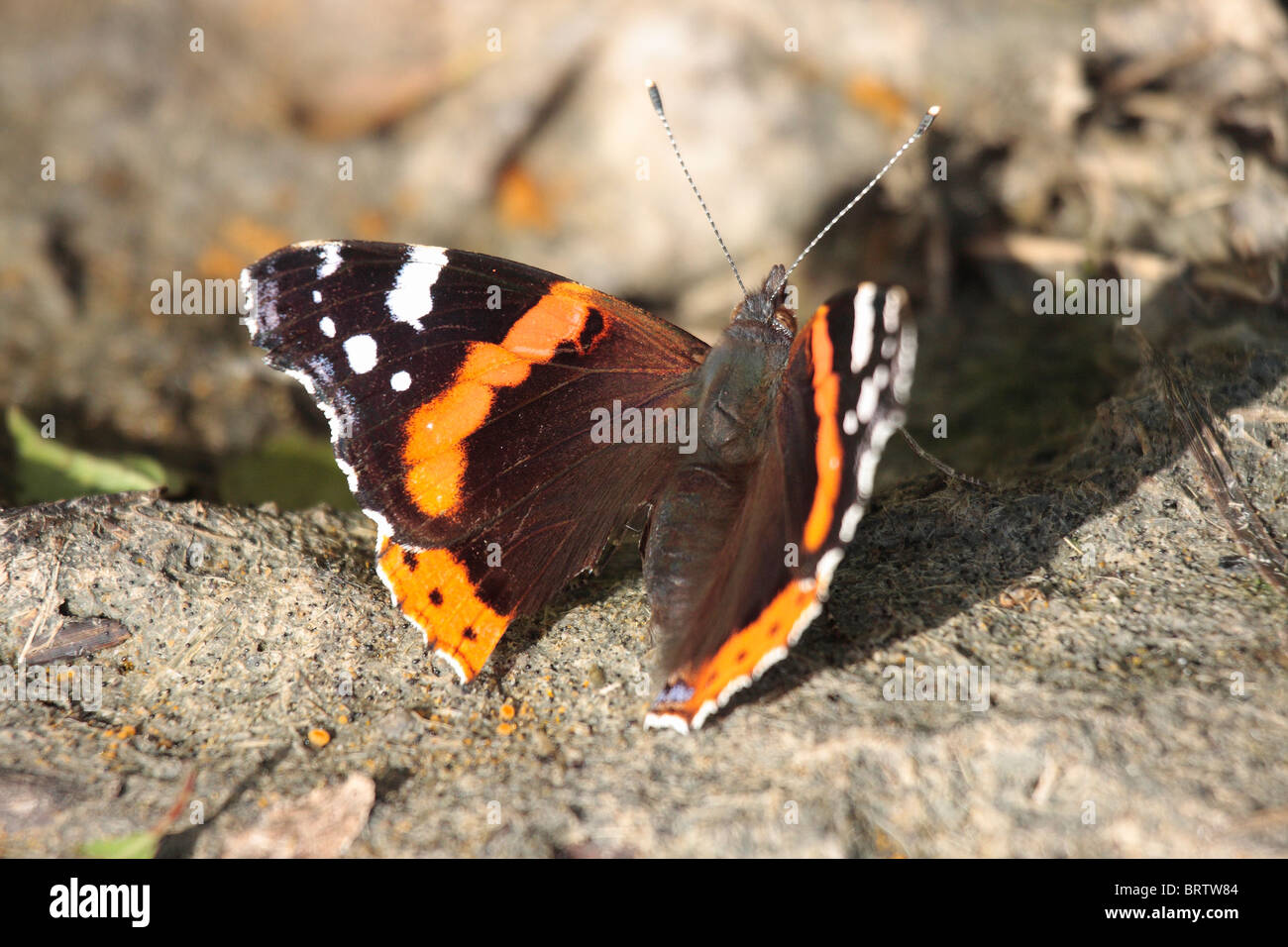 Red Admiral Butterfly Foto Stock