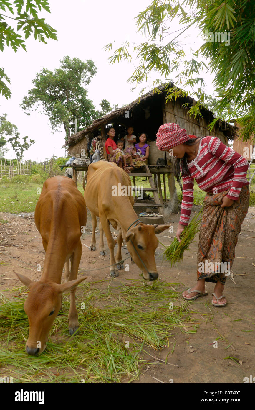 Cambogia Lib Kham (23) con le sue due mucche. Ella è un beneficiario di un DPA zootecnia progetto Ban Bung village Foto Stock